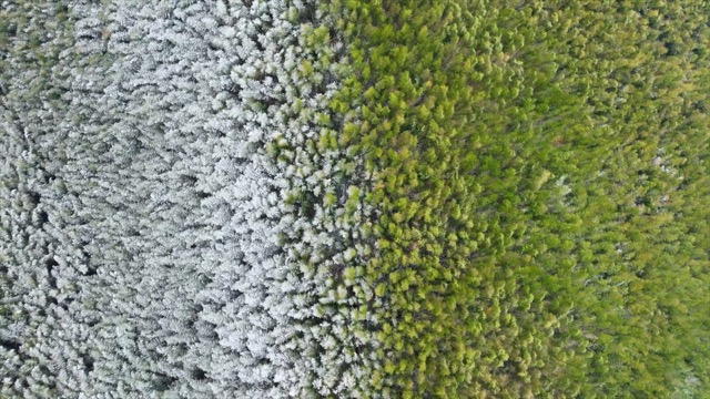 「溧阳」双色竹海