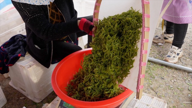 溧阳采茶