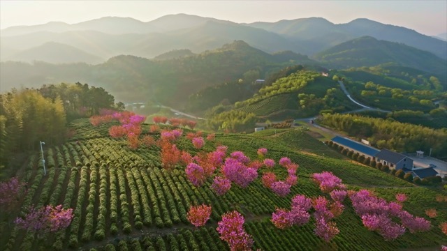 「溧阳」樱花茶园