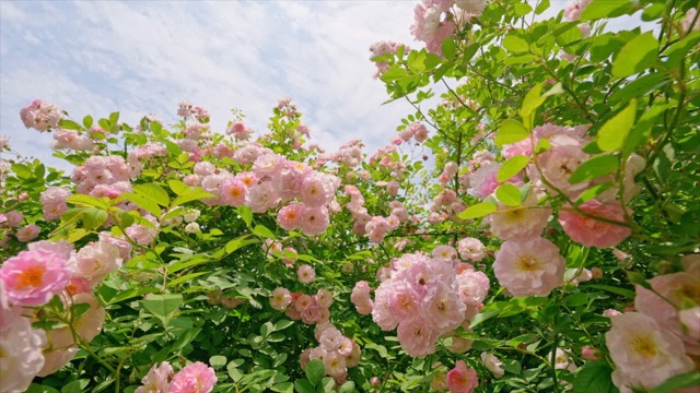 「溧阳」蔷薇花