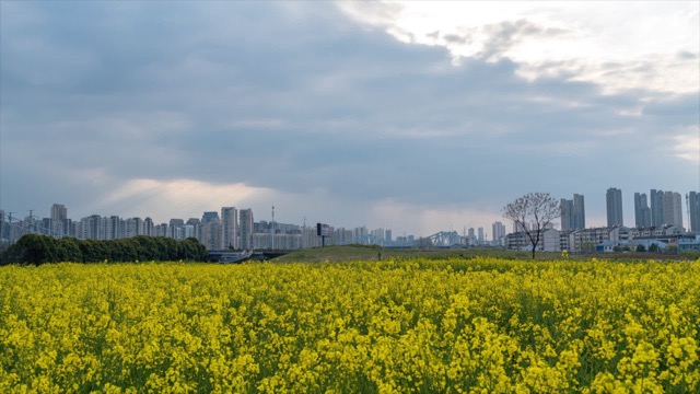 春天油菜花