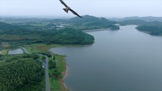 「溧阳」大溪水库 老鹰掠过