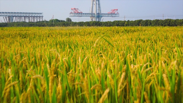 「新北」常泰大桥