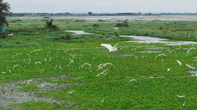 「金坛」长荡湖飞鸟