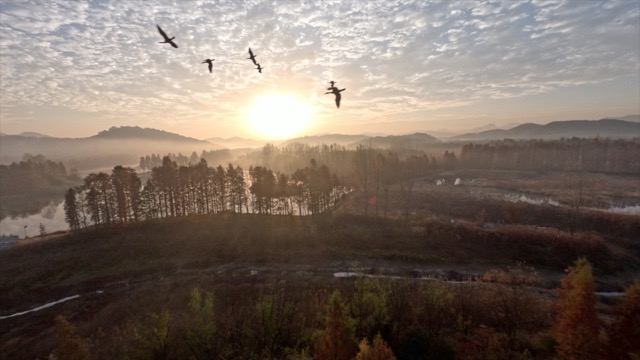 「溧阳」天目湖湿地飞鸟
