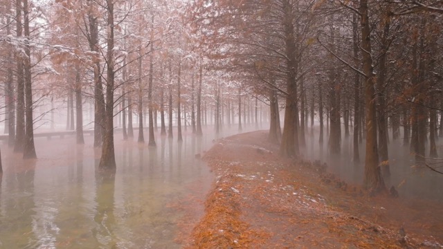 「新北」新龙生态林雪景