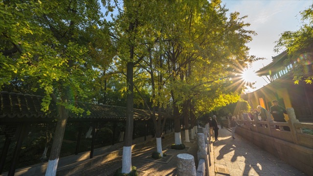 「天宁」红梅阁银杏