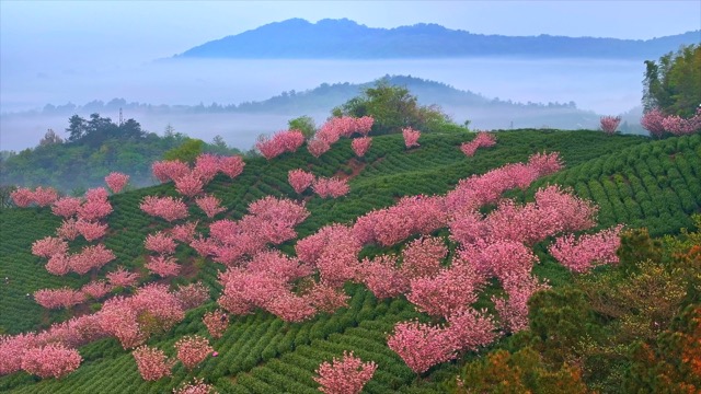 「溧阳」樱花茶园