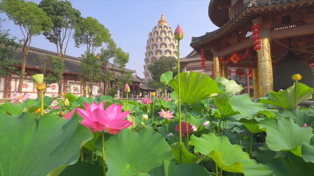 「武进」宝林寺荷池