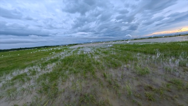 「金坛」长荡湖白鹭