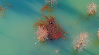 「溧阳」水面鸭子