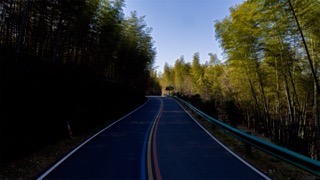 「溧阳」一号公路竹林
