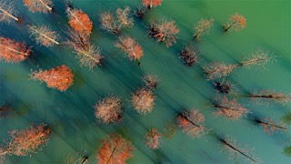 「溧阳」水杉树与鸭子