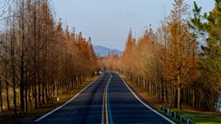 「溧阳」一号公路松树秋季