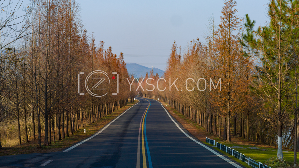 「溧阳」一号公路松树木