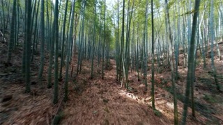 「溧阳」南山竹海竹海FPV