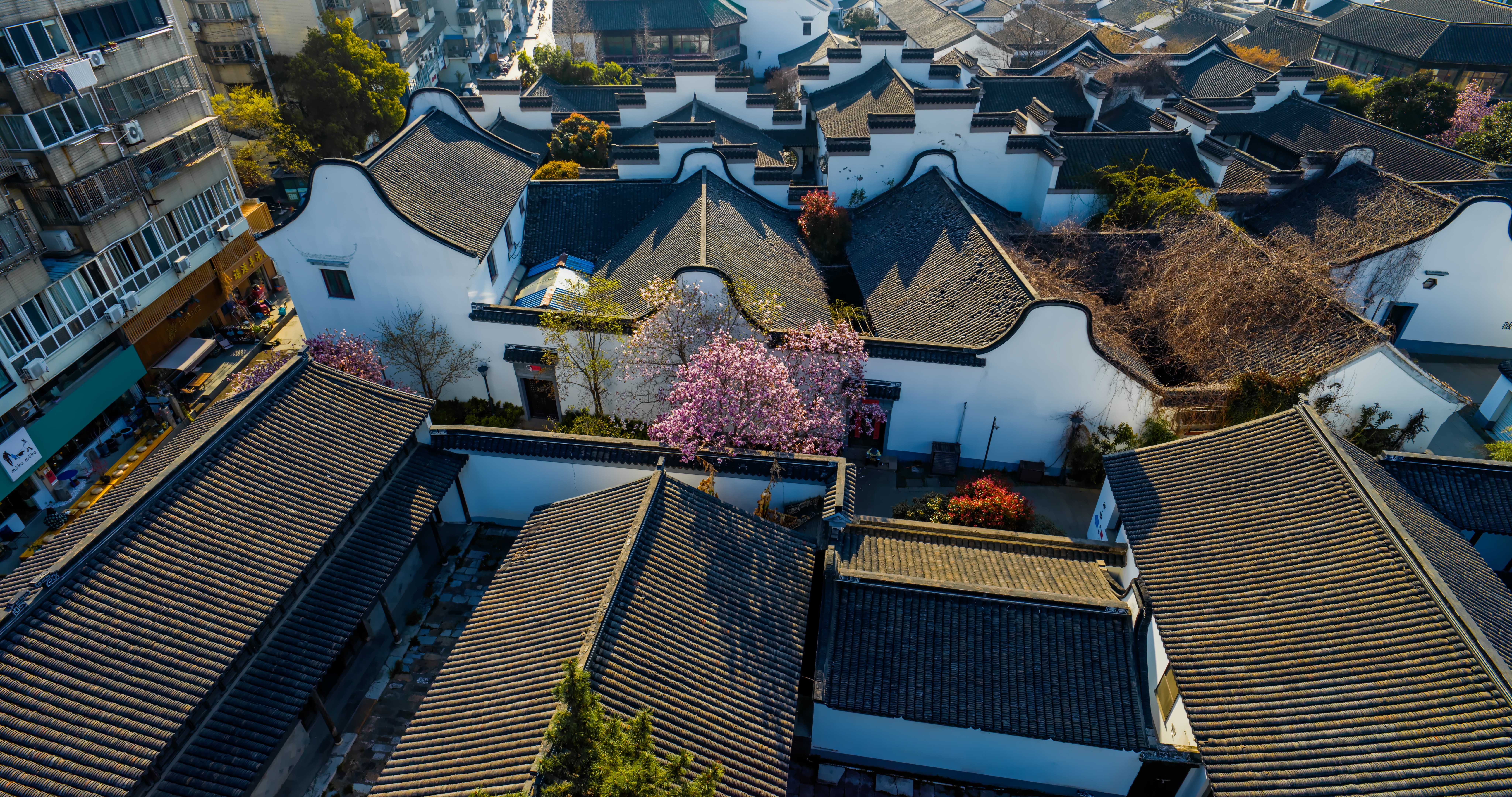 「天宁」前后北岸百合花开