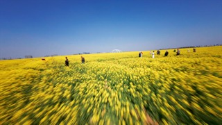 「金坛」钱资湖大桥春天油菜花FPV