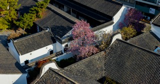 「天宁」玉兰花前后北岸春季