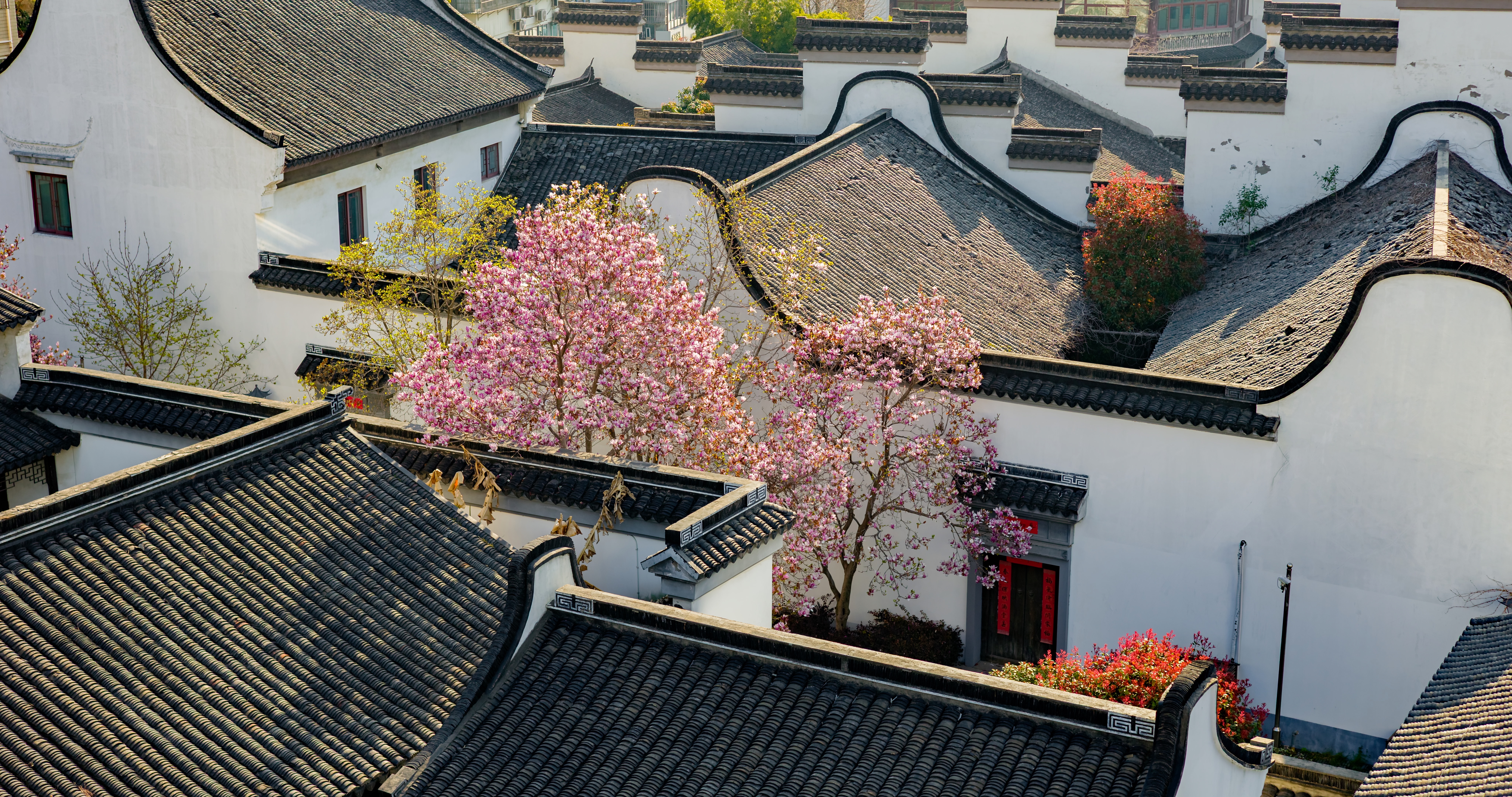 「天宁」前后北岸玉兰花春