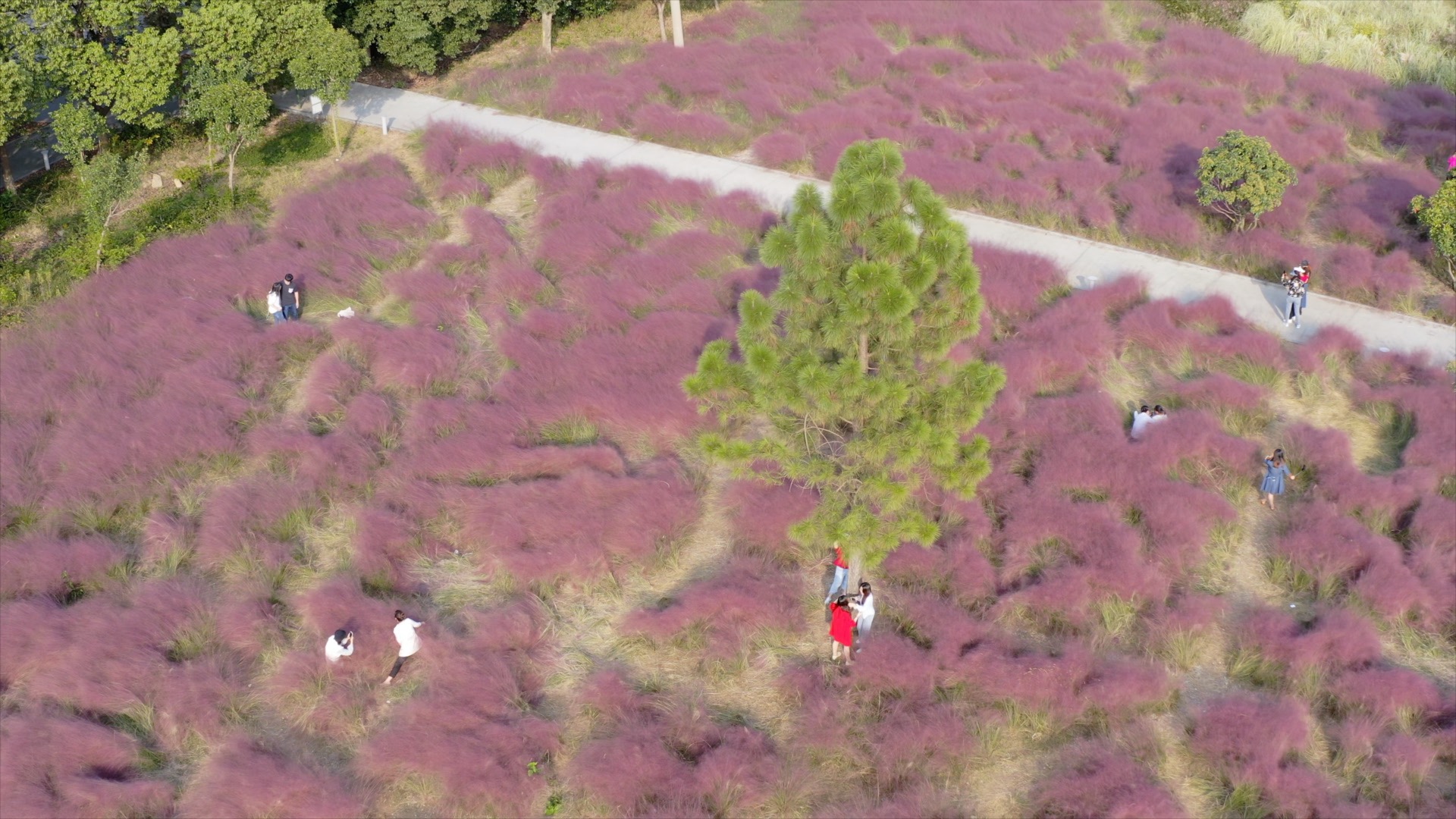 「新北」粉黛花