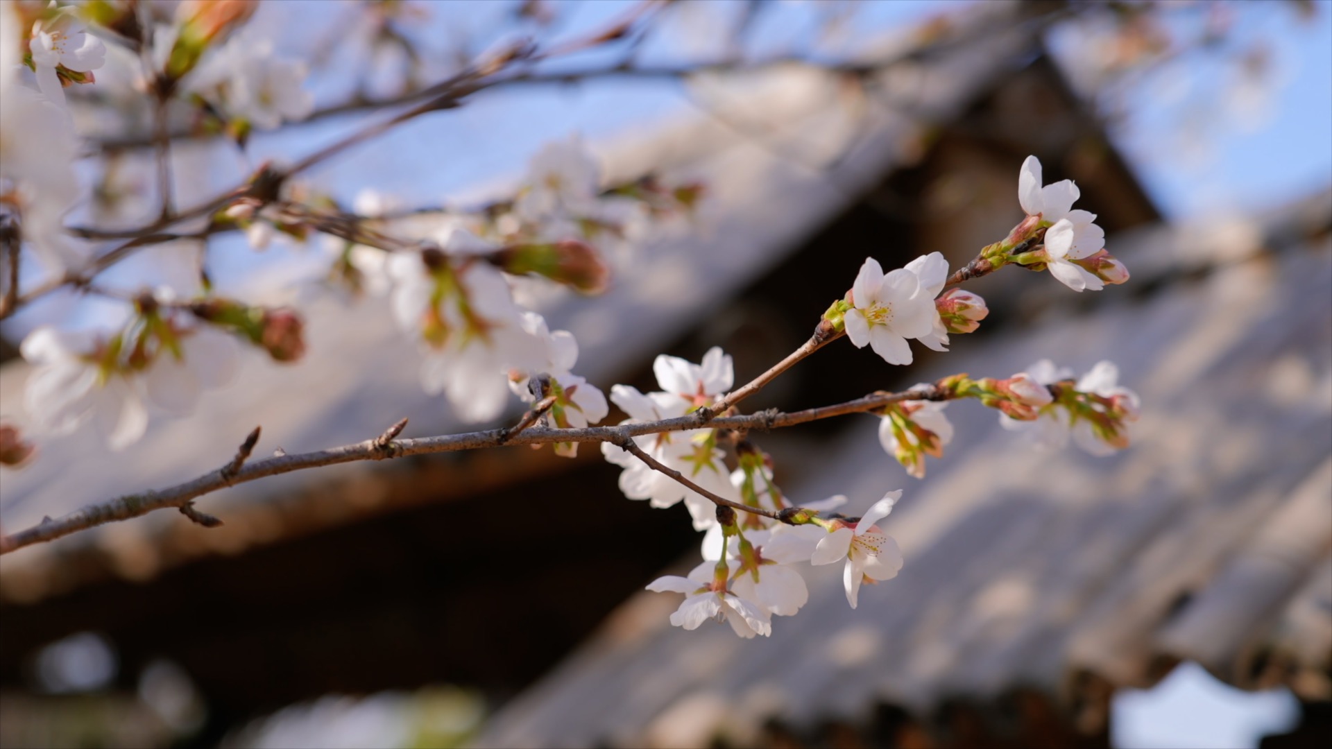 「新北」樱花春日屋檐