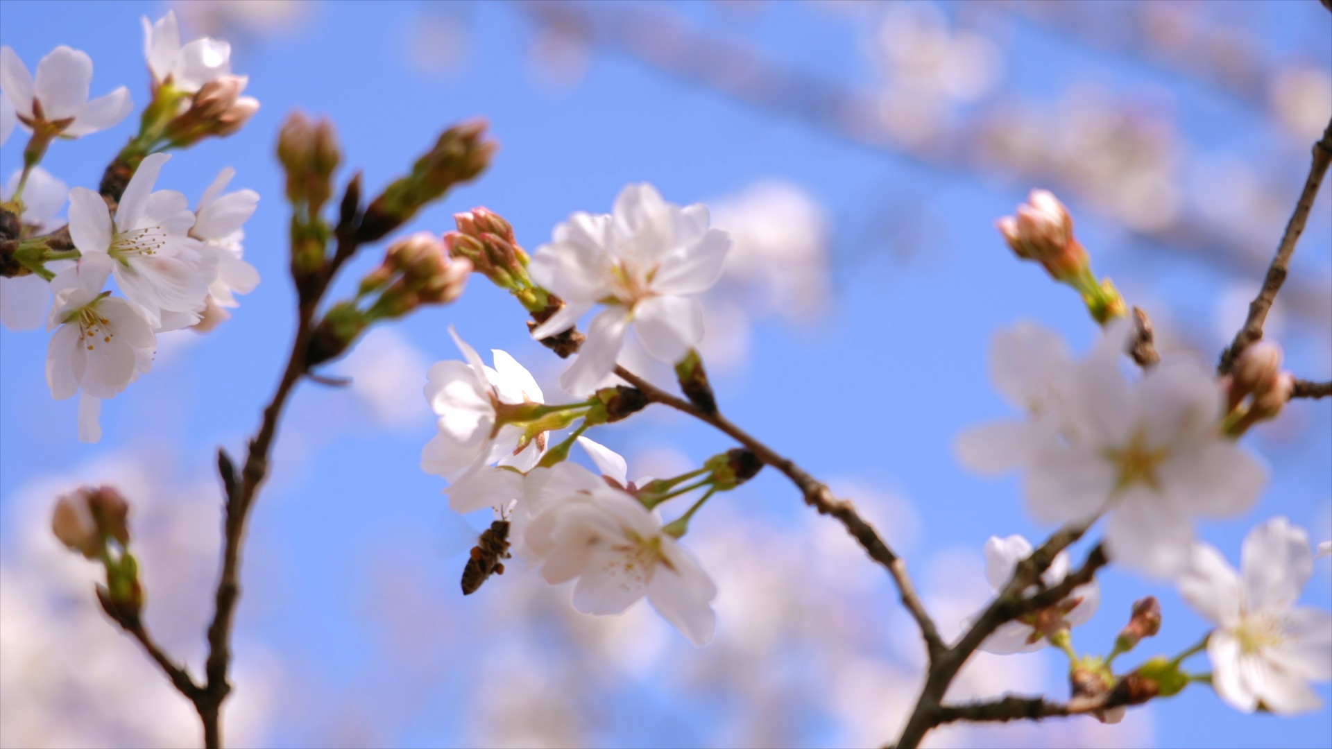 「新北」樱花蜜蜂