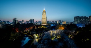 「天宁」红梅公园樱花夜景