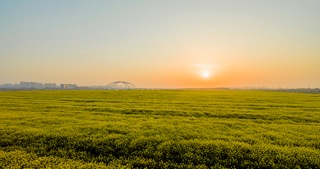「金坛」金坛油菜花日出