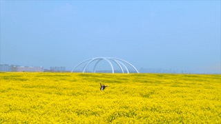 「金坛」油菜花海少女