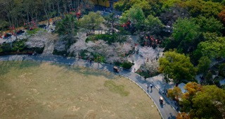 「天宁」红梅公园春季樱花公园游人