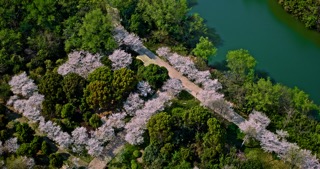 「武进」淹城遗址樱花步道春季