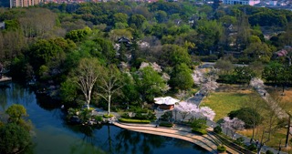 「天宁」红梅公园樱花水面