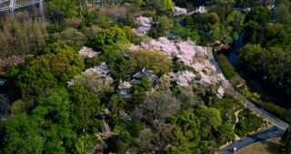 「天宁」红梅公园樱花古建筑亭子