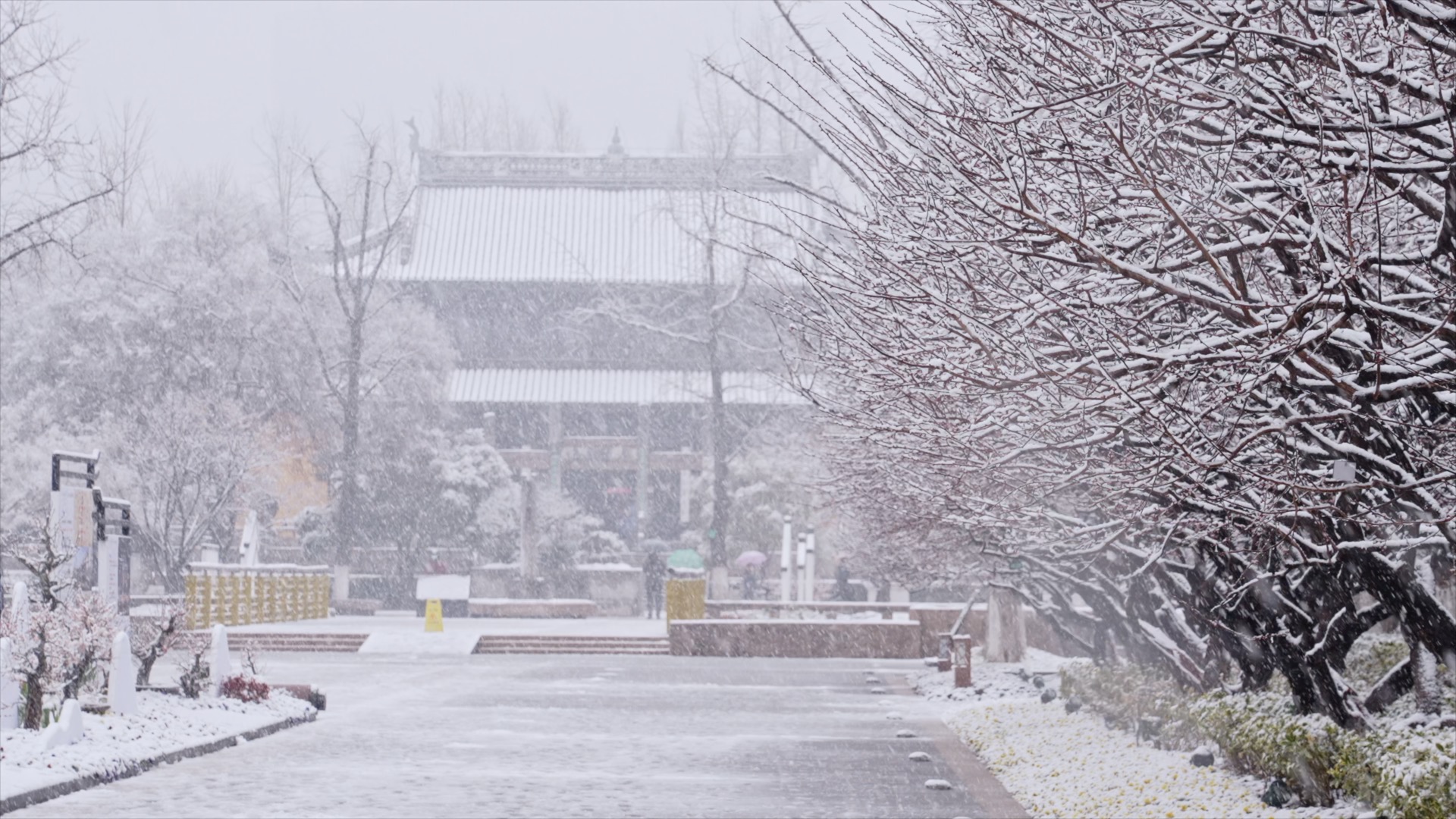 「天宁」红梅公园道路长焦雪景