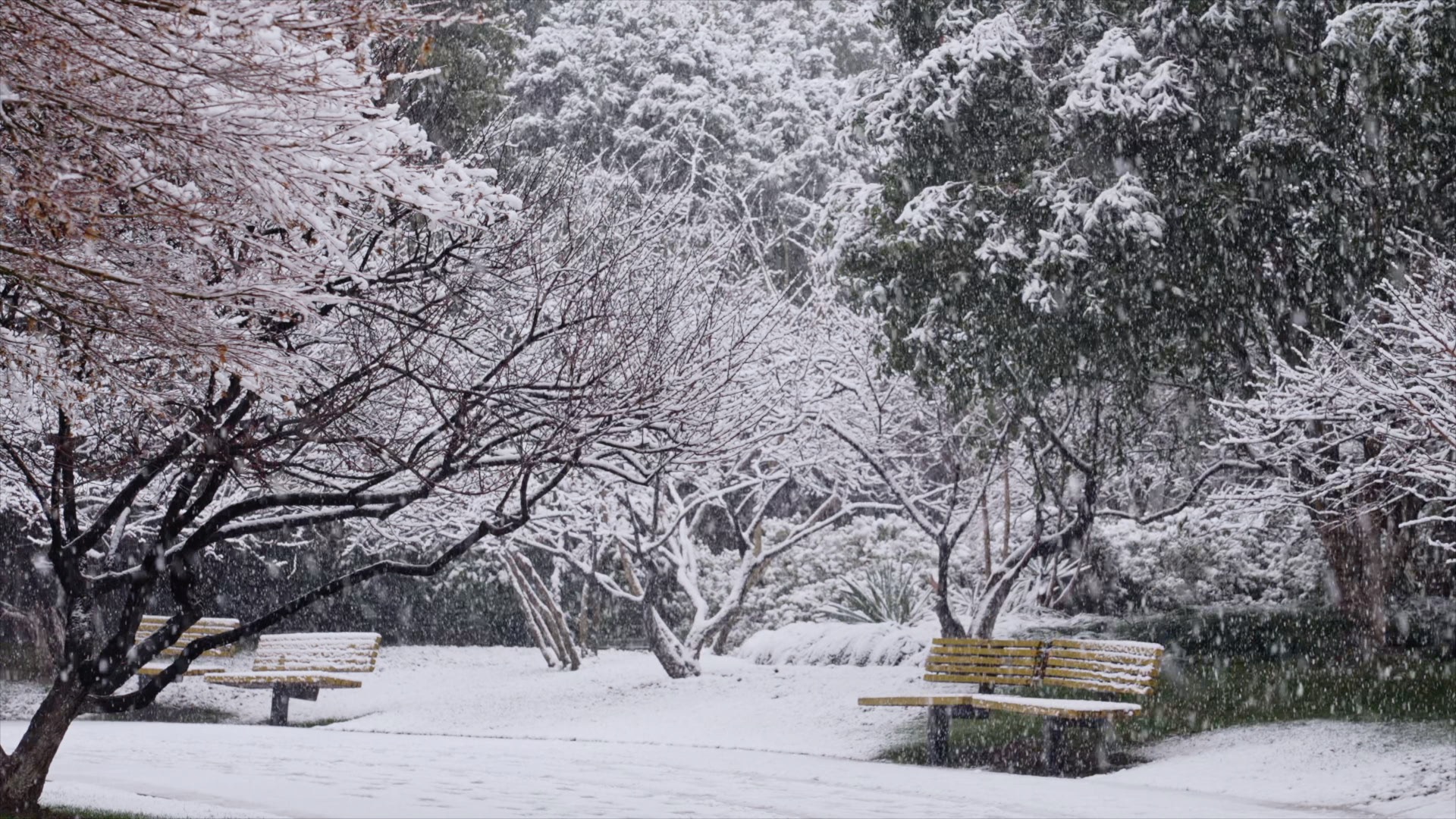 「天宁」红梅公园下雪