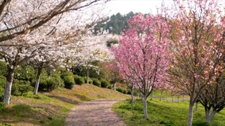 「溧阳」十思园樱花
