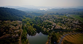「溧阳」十思园樱花春日全景