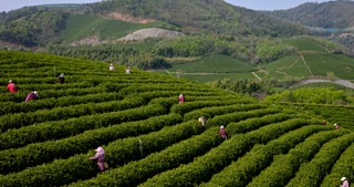 「溧阳」茶园采茶田野