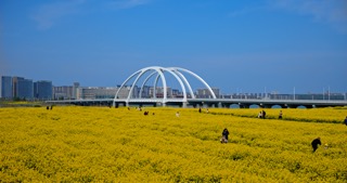「金坛」钱资湖油菜花蓝天钱资湖大桥